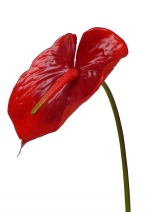 Anthurium, 78cm, Ø 13cm rood